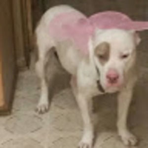 Meet your Posher, Maurice